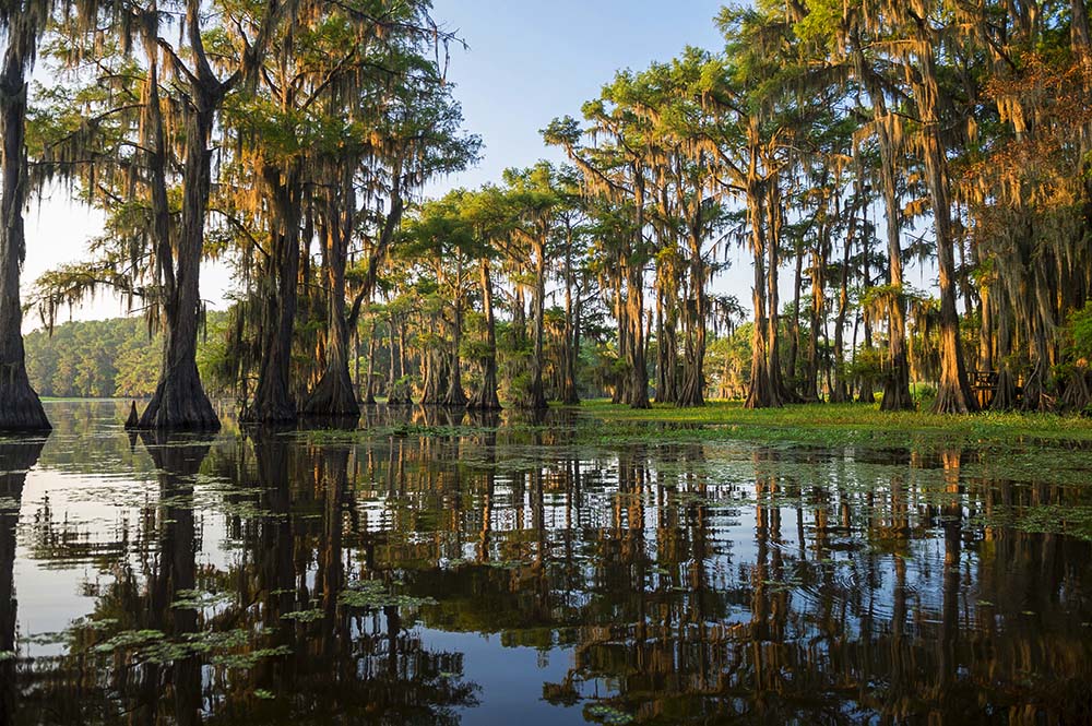 Enjoy the wildlife down in the Bayou of Louisiana