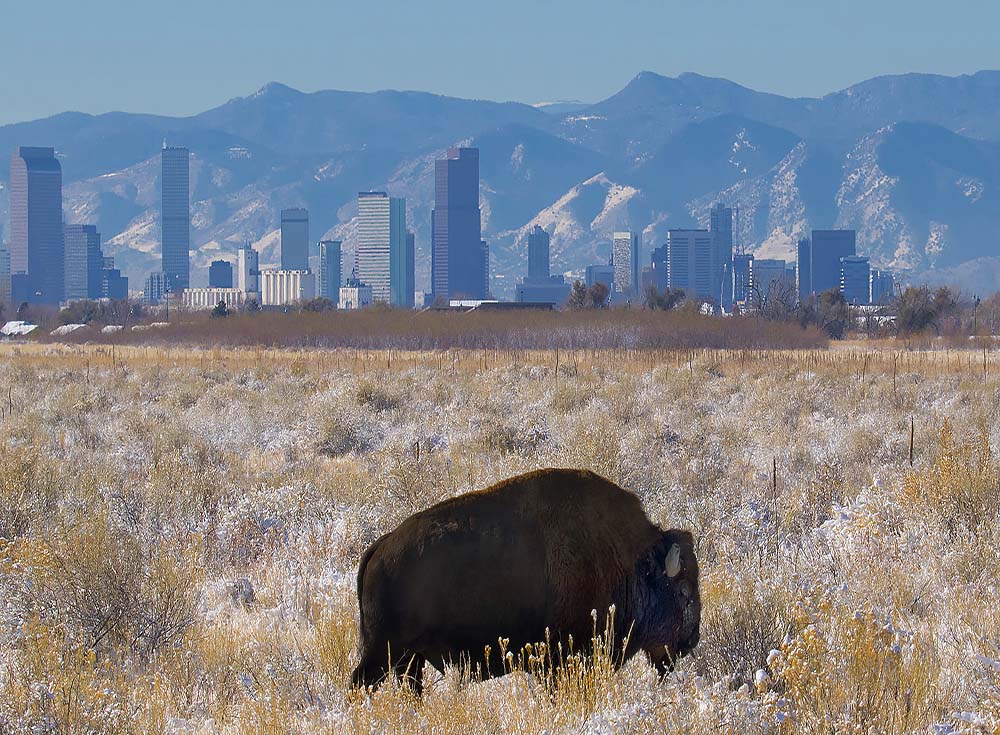 Denver Colorado skyline with wild buffalo sighting