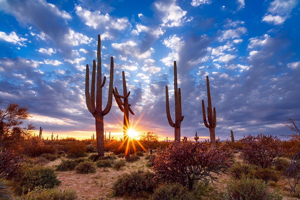 Arizona desert landscape with Saguaro cactus